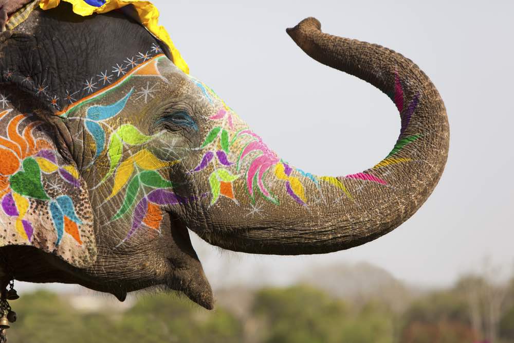 Versierde Olifant in India